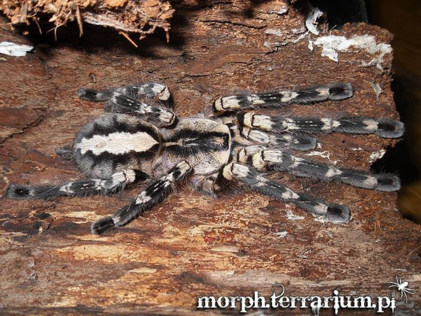 Poecilotheria regalis 2DC (5cm)