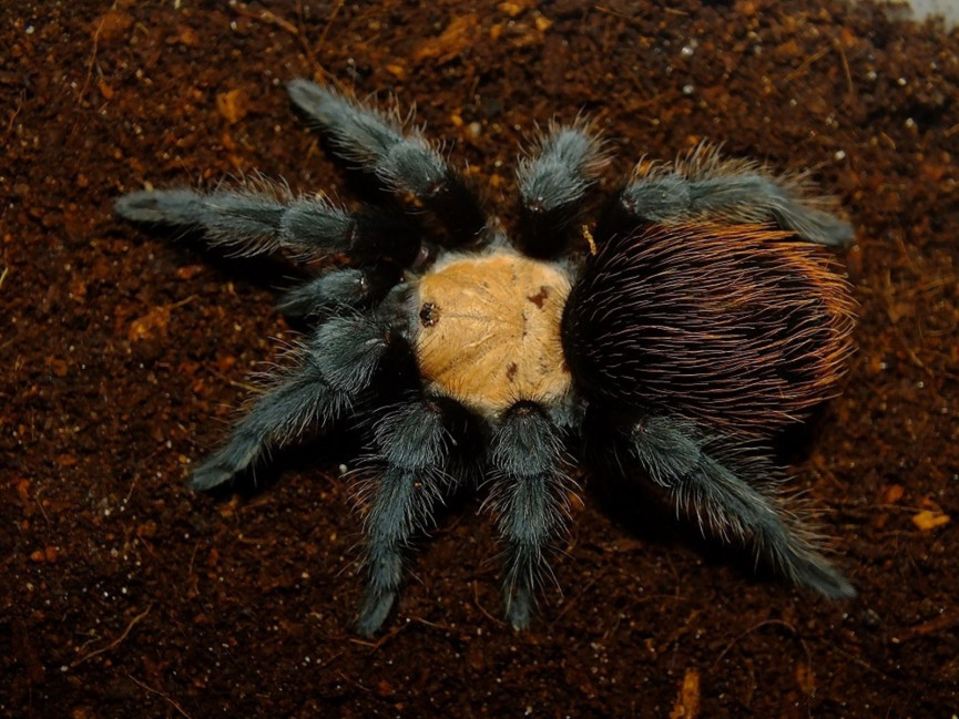 Brachypelma albiceps FEMALE 2DC (4cm)