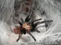 Chilobrachys fimbriatus samica – pająki hodowlane