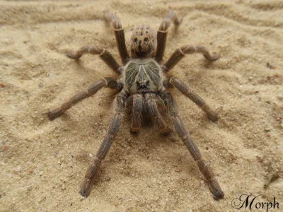 Pterinochilus lugardi samica – SpidersOnline