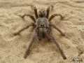 Pterinochilus lugardi samica – SpidersOnline