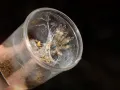 Psalmopoeus reduncus SAMICA 3,5DC (7cm)