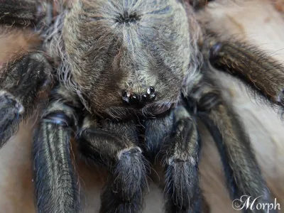 Psalmopoeus reduncus SAMICA 3,5DC (7cm)