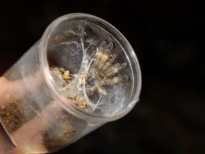 Psalmopoeus reduncus MALE 3DC (6cm)