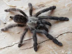 Psalmopoeus reduncus samiec – pająki hodowlane
