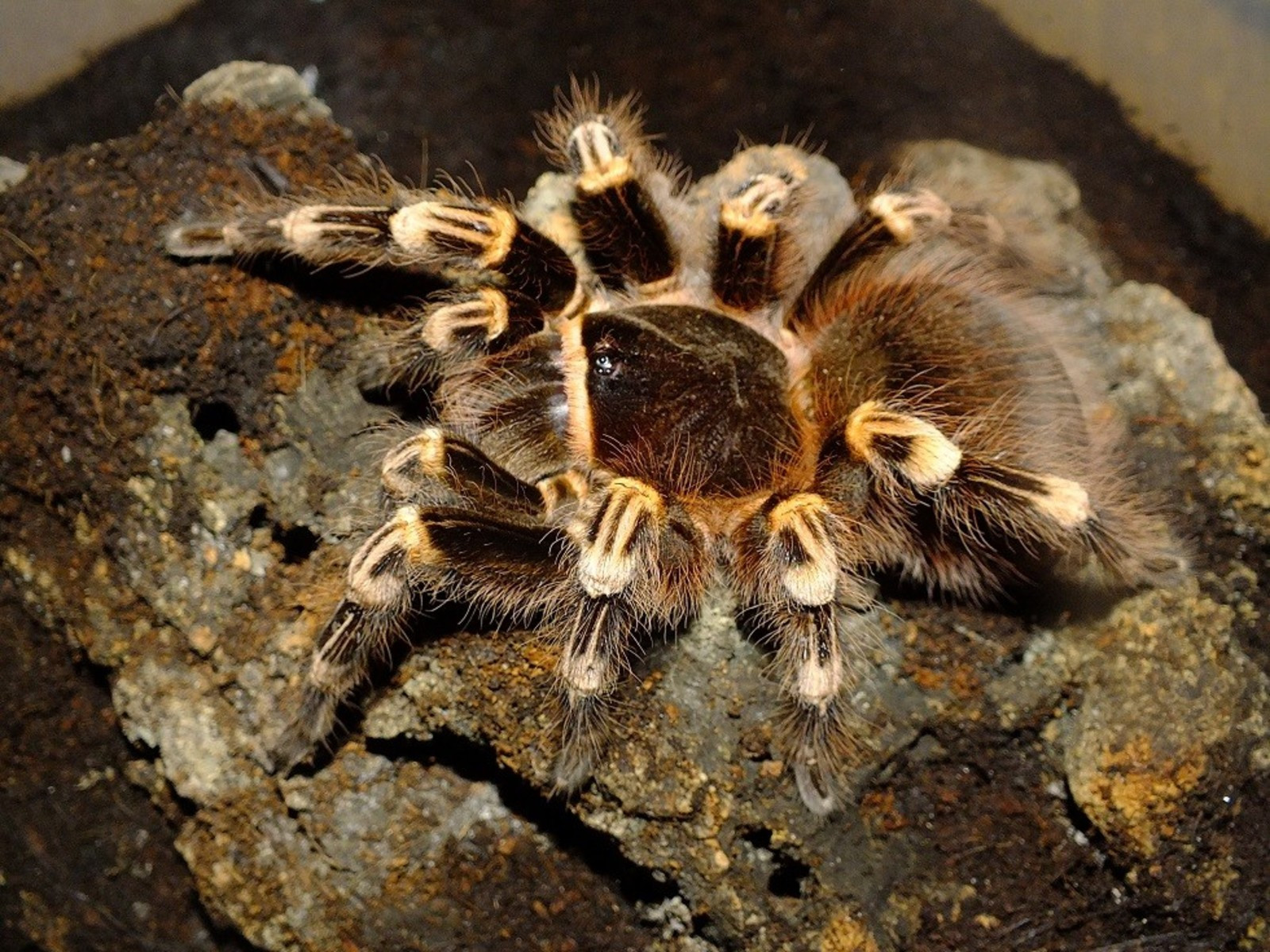 Acanthoscurria geniculata фото