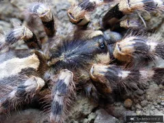 Poecilotheria formosa L2 (2,5cm)