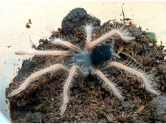 Xenesthis sp. White L1/2 (2,5cm) 2