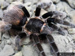 Sericopelma sp. angustum L1 (1cm) x10