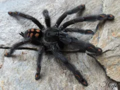 Psalmopoeus irminia samica – ptaszniki w sklepie