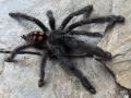 Psalmopoeus irminia samica – ptaszniki w sklepie