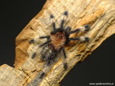 Psalmopoeus irminia SAMICA - ptasznik wenezuelski