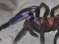 Chilobrachys natanicharum (electric blue) samiec – ptasznik online