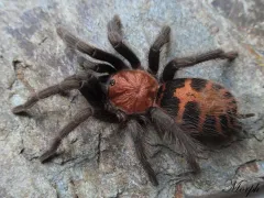 Davus pentaloris (adult female) 2