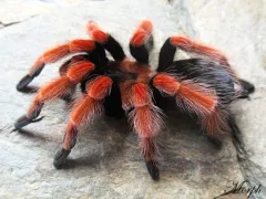 Brachypelma boehmei FEMALE 2,5-3DC (4,5cm)