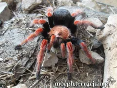 Brachypelma boehmei SAMIEC 1,5-2DC (3cm) 2
