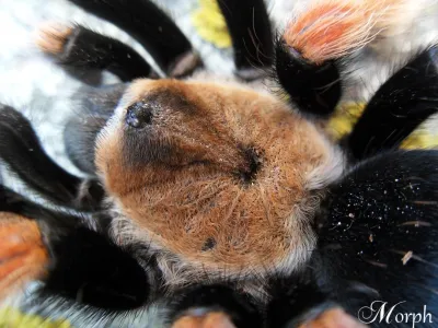 Brachypelma boehmei MALE 1,5-2DC (3cm)