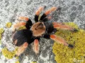 Brachypelma boehmei MALE 1,5-2DC (3cm)