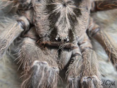 Heteroscodra maculata – dla pasjonata