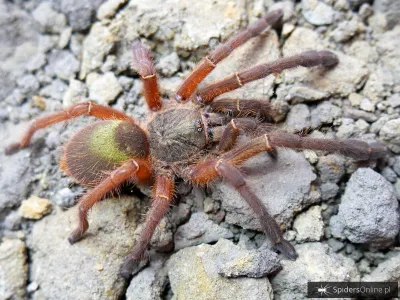 Ephebopus uatuman L2 (1,5cm)