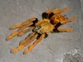 Encyocratella olivacea – ptasznik do terrarium