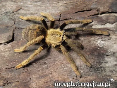 Encyocratella olivacea – ptasznik do terrarium