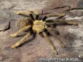 Encyocratella olivacea – ptasznik do terrarium