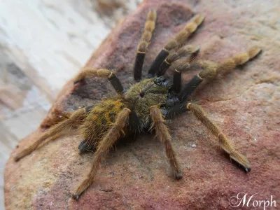 Encyocratella olivacea – ptasznik do terrarium