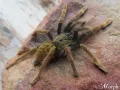 Encyocratella olivacea – ptasznik do terrarium