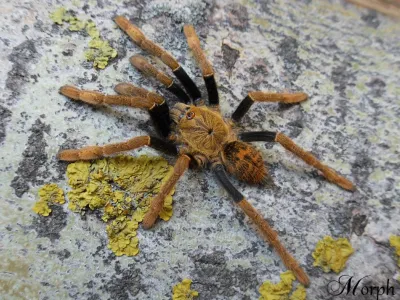 Encyocratella olivacea – ptasznik do terrarium