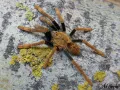 Encyocratella olivacea – ptasznik do terrarium