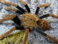 Encyocratella olivacea – ptasznik do terrarium