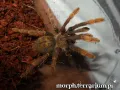 Encyocratella olivacea – ptasznik do terrarium