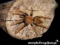 Encyocratella olivacea – ptasznik do terrarium