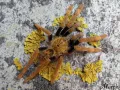 Encyocratella olivacea – ptasznik do terrarium