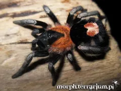 Cyriocosmus elegans samiec – egzotyczny ptasznik