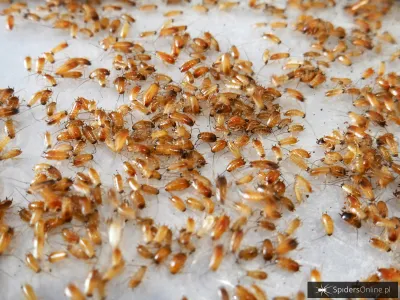Karaczan turecki WYLĘG 3-5mm ~100szt