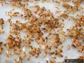 Karaczan turecki WYLĘG 3-5mm ~100szt