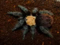 Brachypelma albiceps MALE 3DC (5,5cm)