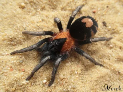 Cyriocosmus elegans samica – ptaszniki w sklepie