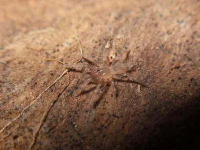 Cyriocosmus elegans samica – ptaszniki w sklepie