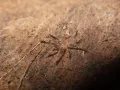 Cyriocosmus elegans samica – ptaszniki w sklepie