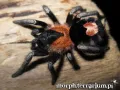 Cyriocosmus elegans samica – ptaszniki w sklepie