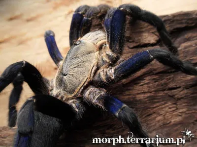Cyriopagopus lividus FEMALE 2DC (3,5cm)