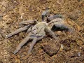 Cyriopagopus lividus FEMALE 2DC (3,5cm)