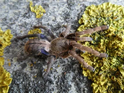 Cyriopagopus lividus FEMALE 2DC (3,5cm)