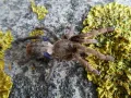Cyriopagopus lividus FEMALE 2DC (3,5cm)