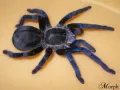 Cyriopagopus lividus FEMALE 2DC (3,5cm)