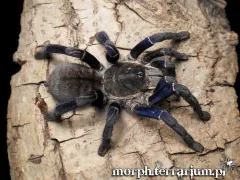 Cyriopagopus lividus samica – egzotyczny ptasznik