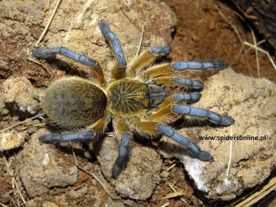 Harpactira pulchripes samica – hodowla ptaszników
